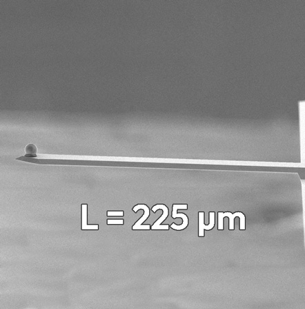 TL-FM AFM Cantilevers, by NANOSENSORS™