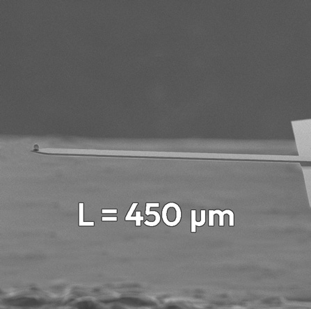 TL-CONT AFM Cantilevers, by NANOSENSORS™