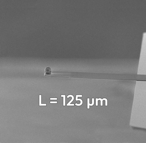 SD-qp-CONT-TL AFM Cantilevers, by NANOSENSORS™