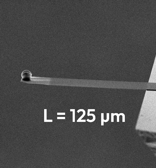 SD-qp-SCONT-TL AFM Cantilevers, by NANOSENSORS™