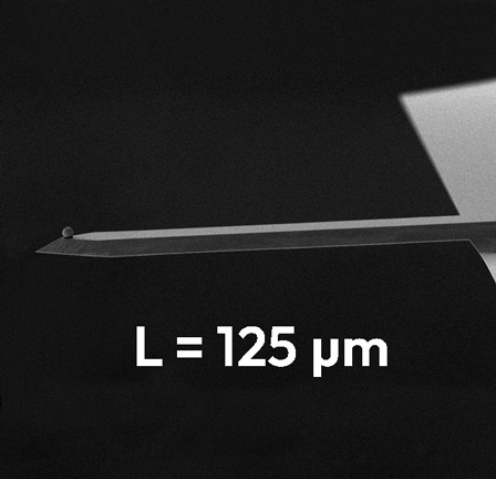 TL-NCH AFM Cantilevers, by NANOSENSORS™